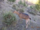 Caprioara la ienupar-9