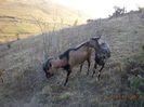 Cezar cauta macese coapte