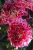 sparkling ruffle