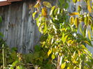 DSCN2960