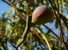 DSCN2979