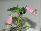 DSCN2995