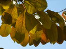 DSCN3008