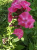 Phlox paniculata