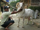 Domba Garut impresionant