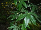 DSCN3084