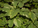DSCN3086