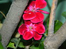 DSCN3087