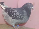VINDUT