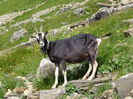Capra Toggenburg in Elvetia