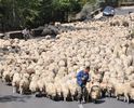 Cu oile la sosea