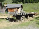 Toggenburg si Alpine la munte