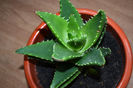 aloe distans