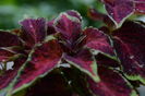 coleus