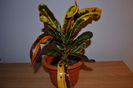 croton