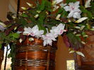 DSCN4850_009