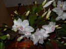 DSCN4852_011