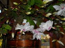 DSCN4858_017