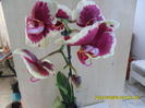 SAM_6537