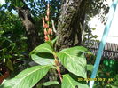 SAM_6556