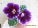 SAM_6567