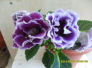SAM_6569