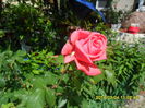 SAM_6594