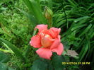 SAM_6610