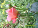 SAM_6611