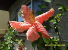 SAM_6619