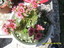 SAM_6621
