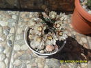 SAM_6624