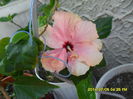 SAM_6633