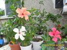 SAM_6654