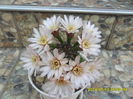 SAM_6678