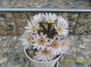 SAM_6679