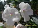 SAM_6682