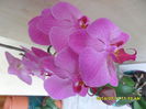 SAM_6688