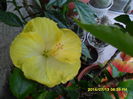 SAM_6704