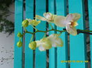 SAM_6722