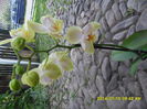 SAM_6724
