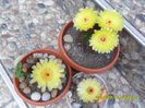 SAM_6737