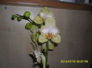 SAM_6747