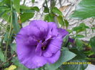 SAM_6757