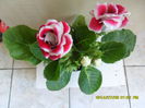 SAM_6773