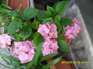 SAM_6848