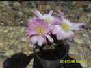SAM_6858
