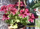 SAM_6863