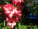 SAM_6864