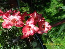 SAM_6865